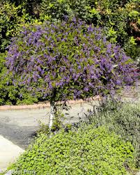 Image result for Landolphia violacea