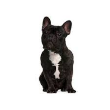 French bulldog puppies and dogs for sale, local or nationwide. French Bulldog Puppies Petland Rome