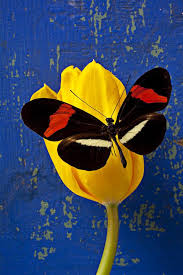 Black And Yellow Things Pin On Mariposas