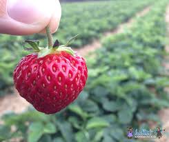 If you need credit on that used car we can offer a . 2021 Strawberry Picking Near Chicago U Pick Farms Tips And Map