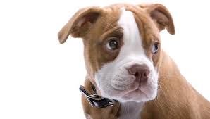 Achieveressays.com is the one place where you find help for all types of assignments. Boxer Ear Cropping At What Age Ear Cropping Styles