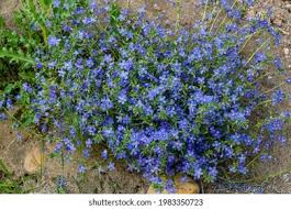 Image result for Lysimachia monelli