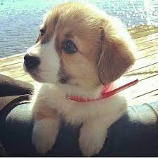 Dieser pinnwand folgen 131 nutzer auf pinterest. Wie Heisst Diese Susse Hunderasse Bitte Antworten Hund Suss