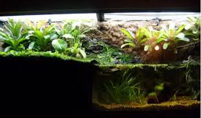 55 Gallon Paludarium Journal Picture Intensive Home Aquarium 55 Gallon Aquascape Aquarium