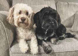 We will have more puppies soon 🥰 not only is Gracie expecting a litter in  March. Her daughter Millie from her third litter will be having her first  litter just a week