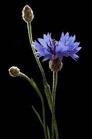 Blue Cornflower Wildflower Photography By Vendenis الكورنفلور الأزرق يبدو رائعا زاهيا متلأل Wildflowers Photography Wild Flowers Flowers Photography