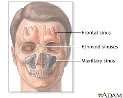 What antibiotics work for sinus infection. Sinus Infection Bronchitis South County Internal Medicine