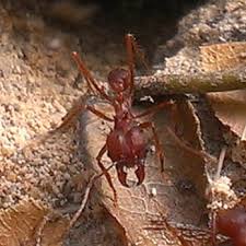 Army corps of engineers reservoir formed on the guadalupe river in comal county by canyon dam, which is located about sixteen miles northwest of new braunfels. Alternative Pest Control Pest Control 4915 Fm 2673 Canyon Lake Tx Phone Number