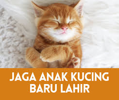 Maybe you would like to learn more about one of these? 6 Cara Jaga Anak Kucing Baru Lahir 2021 Semuanya Tentang Kucing
