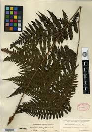 Image result for Ctenitis cirrhosa