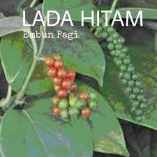 Check spelling or type a new query. Bibit Pohon Merica Perdu Atau Lada Hitam Lazada Indonesia