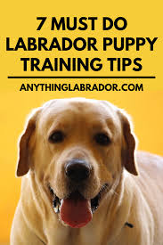 However, you can expect them to begin responding to simple obedience commands such as sit, down and stay. 7 Must Do Labrador Puppy Training Tips Labrador Puppy Training Puppy Training Puppy Training Tips