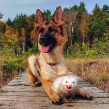 German shepherd prices fluctuate based on many factors including where you live or how far you are willing to travel. Missouri Lawmakers Look To End Breed Specific Legislation