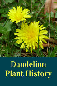 The stems support the flowers without leaves. Dandelion Plant History And Facts Gardening Know How S Blog