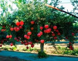 A tree bearing fruit, should be given 10 to 15 kg of manure, and 250 grams of bone powder should be given. 10 Best Fruits To Grow In Containers Or Pots Pomegranate Tree Summer Plants Fruit Trees