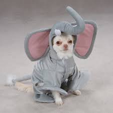 Pin By Kim Goosen On Costumes Concert Funny Animal Photos Pet Costumes Dog Costume