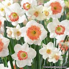 Pink Large Cupped Daffodil Mix Daffodil Bulbs Daffodils Daffodil Flower