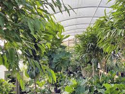 Hello guys,hope you enjoyed this video and if you want to see more of my plants, you can follow me on instagram and if you are not already subscribed. Hewitt Garden And Design Center