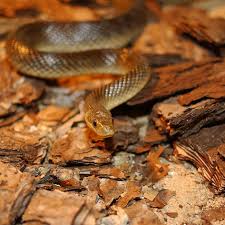 Couleuvre Esculape59 Aesculapian Snake Wikipedia Snake Animals Wild Animals