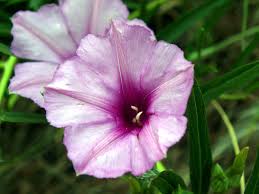 Image result for Ipomoea lapathifolia