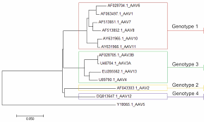 Image result for Black 1996 AAV