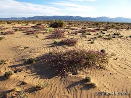 Image result for Dicoma arenaria