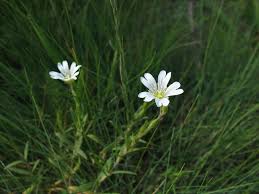 Image result for Cerastium afromontanum