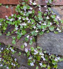 Image result for Cymbalaria muralis