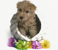 A friend asked my partner and i, to l. Breeders List Us Lakeland Terrier Club
