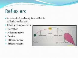 Reflexes Present In Infants