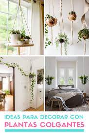 Check spelling or type a new query. Plantas Colgantes Para Decorar El Hogar Maceteros Colgantes Plantas Colgantes Plantas Para Dormitorios Plantas De Interior