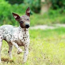 5 Hairless Dog Breeds That Are Sure To Capture Your Heart Hairless Dog Best Dog Breeds Terrier Dog Breeds