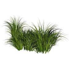 Grass Png Image Green Grass Png Picture Liked On Polyvore Featuring Grass And Greenery Grass Dslr Background Images Photo Background Images