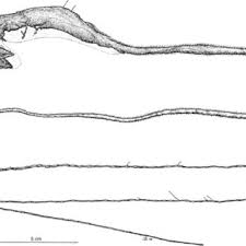 Pdf Saccopharynx Berteli A New Gulper Eel From The Pacific Ocean Teleostei Saccopharyngidae I have no problem being near snakes, petting snakes or even holding snakes. saccopharynx berteli a new gulper eel