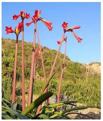 Image result for Amaryllidaceae