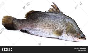 Our mission deviating from the predictable to conceive high fashion activewear for highly active lives. Barramundi Koral Fish Image Photo Free Trial Bigstock