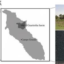 Image result for Ascolepis trigona