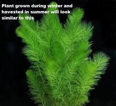 Image result for Limnophila indica