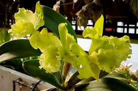 Image result for Oeceoclades decaryana