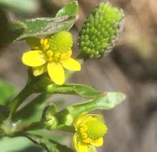 Image result for Ranunculus sceleratus