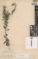 Image result for Dicoma anomala