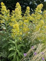 Image result for Cestrum parqui