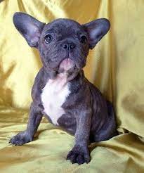 Check spelling or type a new query. French Bulldog Puppies Michigan Rescue Pets Lovers