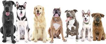 Don't let the joy of pet owning keep you from enjoying your vacation time. In Home Dog Sitters Near Me Online Shopping