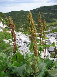 Image result for Rumex lanceolatus
