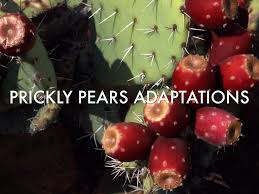 Cactus is able to tolerate. Mary C By Mr Seufert