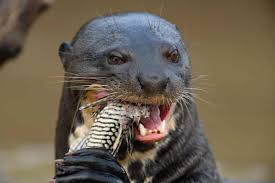 Otter creates smart voice notes that combine audio, transcription, speaker identification, inline photos, and key phrases. A Huge Surprise As Giant River Otter Feared Extinct In Argentina Pops Up Argentina The Guardian