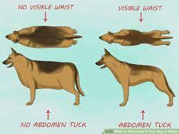 Maybe you would like to learn more about one of these? What Can I Feed My German Shepherd Dog That Will Help Him To Gain Weight He Is Big But Thin Even Though He Eats Like A Hoover Quora