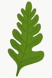 Green Oak Leaf Design Element Transparent Png Free Image By Rawpixel Com Aum