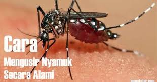 Riesenauswahl an spielen für konsole & pc. Cara Mengusir Nyamuk Di Rumah Secara Alami M Sikerad Info
